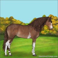 Horse Color:White Spotted Liver Chestnut 