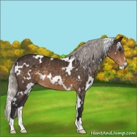 Horse Color:White Spotted Silver Buckskin 