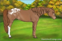Horse Color:Chestnut Appaloosa 