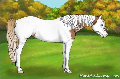 Horse Color:Chestnut Splash Tobiano Appaloosa 