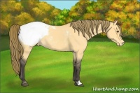 Horse Color:Buckskin Dun Snowcap 