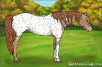 Horse Color:Chestnut Appaloosa 