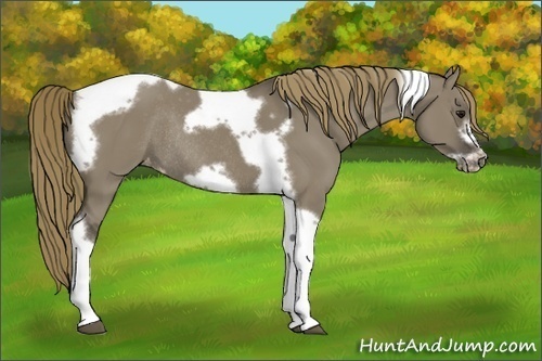Horse Color:Smoky Grullo Tobiano Frame Appaloosa Rabicano 