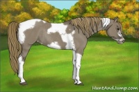 Horse Color:Smoky Grullo Tobiano Frame Appaloosa Rabicano 