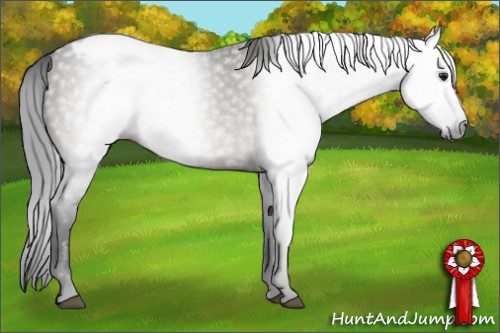 Horse Color:Gray Brown Appaloosa 