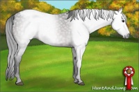 Horse Color:Gray Brown Appaloosa 