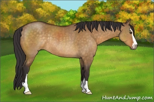 Horse Color:Buckskin Dun Sabino Rabicano 