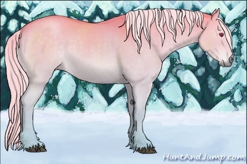 Horse Color:Chocolate Palomino Chinchilla