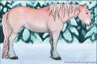 Horse Color:Chocolate Palomino Chinchilla