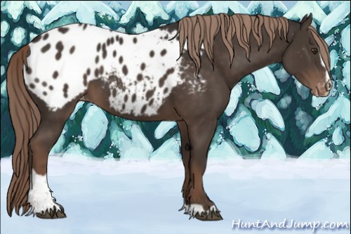 Horse Color:Liver Chestnut Sabino Near Leopard 