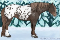 Horse Color:Liver Chestnut Sabino Near Leopard 