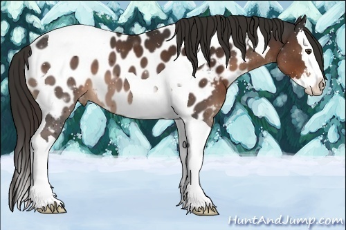 Horse Color:Liver Chestnut Sabino Splash Tobiano Appaloosa 