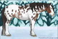 Horse Color:Liver Chestnut Sabino Splash Tobiano Appaloosa 