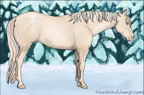 Horse Color:Gold Cream Champagne Pearl 