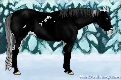 Horse Color:Brown Ice Sabino Splash Near Fewspot