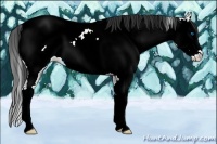 Horse Color:Brown Ice Sabino Splash Near Fewspot 