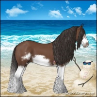 Horse Color:Bay Splash Frame 