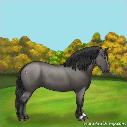 Horse Color:Grullo