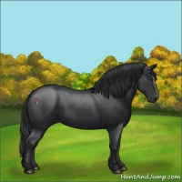 Horse Color:Black 