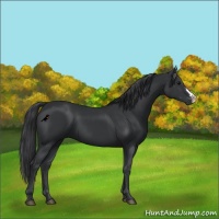 Horse Color:Black 