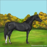 Horse Color:Black 