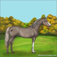 Horse Color:Silver Grullo Rabicano 