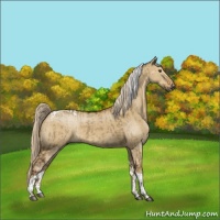 Horse Color:Silver Smoky Grullo Rabicano and Chocolate Palomino Dun Tobiano Rabicano