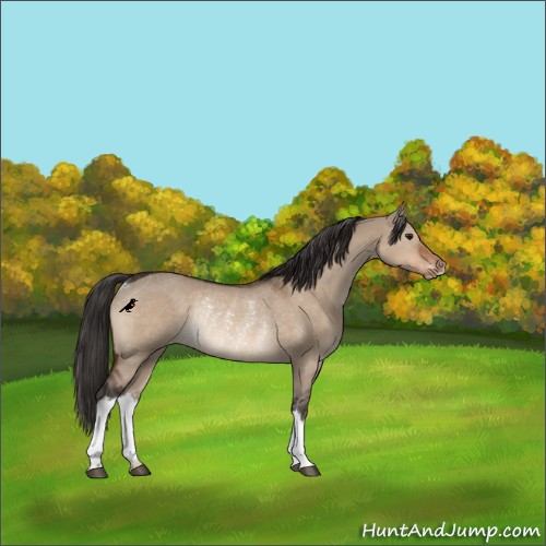 Horse Color:Brown Dun Varnish Rabicano 