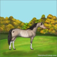 Horse Color:Brown Dun Varnish Rabicano 