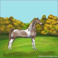 Horse Color:Liver Red Dun Tobiano Rabicano 
