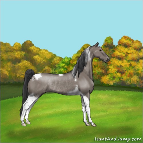 Horse Color:Grullo Tobiano Appaloosa Rabicano