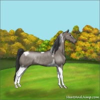 Horse Color:Grullo Tobiano Appaloosa Rabicano