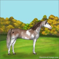 Horse Color:Liver Chestnut Splash Rabicano 