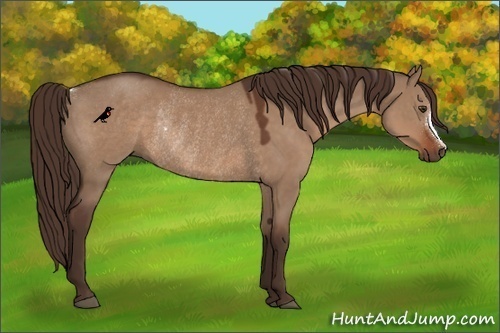 Horse Color:Liver Red Dun Rabicano 