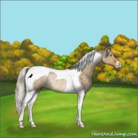 Horse Color:Silver Buckskin Dun Tobiano Rabicano