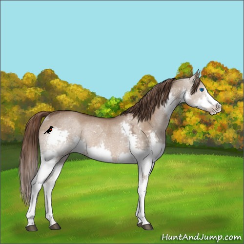 Horse Color:Liver Red Dun Splash Rabicano