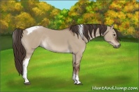 Horse Color:Liver Red Dun Tobiano Rabicano