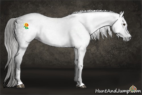 Horse Color:Gray Liver Chestnut Sabino 