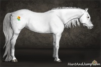 Horse Color:Gray Liver Chestnut Sabino 