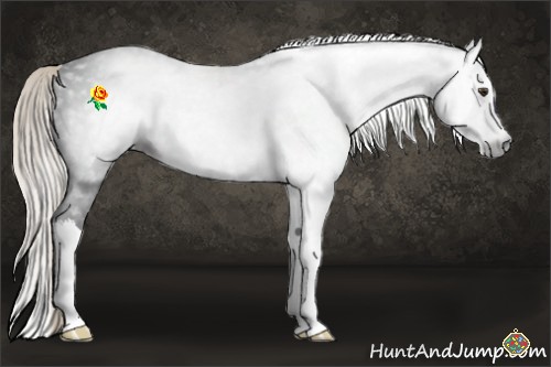 Horse Color:Gray Liver Chestnut Sabino Splash 