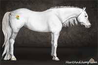 Horse Color:Gray Liver Chestnut Sabino Splash 