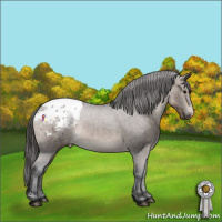 Horse Color:Brown Dun Appaloosa Rabicano