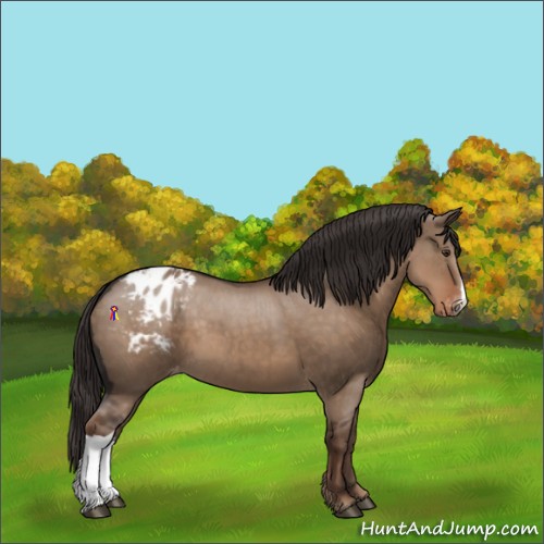 Horse Color:Liver Red Dun Appaloosa 