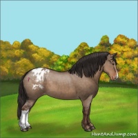 Horse Color:Liver Red Dun Appaloosa 
