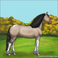 Horse Color:Bay Dun Tobiano Appaloosa Rabicano 