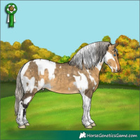 Horse Color:Palomino Splash Tobiano Appaloosa  and Silver Buckskin Dun Tobiano 