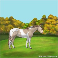 Horse Color:Liver Red Dun Tobiano Appaloosa