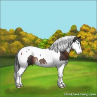 Horse Color:Brown Splash Tobiano Rabicano