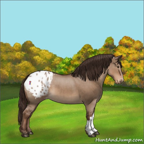 Horse Color:Liver Red Dun Appaloosa 