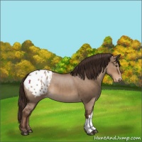 Horse Color:Liver Red Dun Appaloosa 